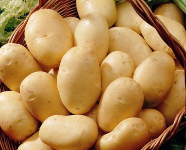 семе картофи Фрисландер
